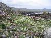 Wildflowers on the coast