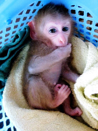 tiny macaque