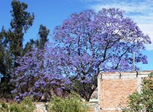 Jacarandas in bloom