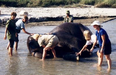 Elephant bathtime