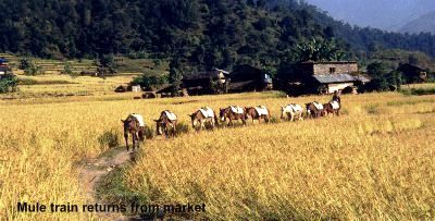 Mule train.