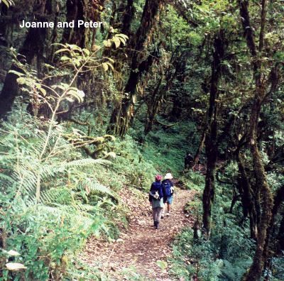 Rhodo forest.