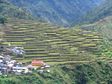 Banaue Rice Terraces